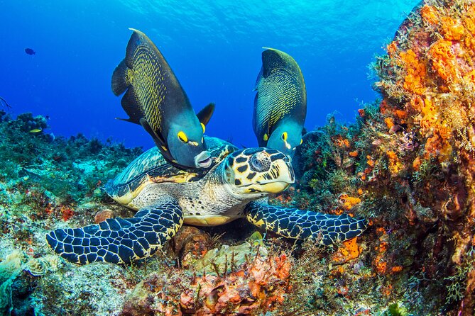 2 dives in Cozumel (for certified divers only) - Setting out from the south side of Cozumel