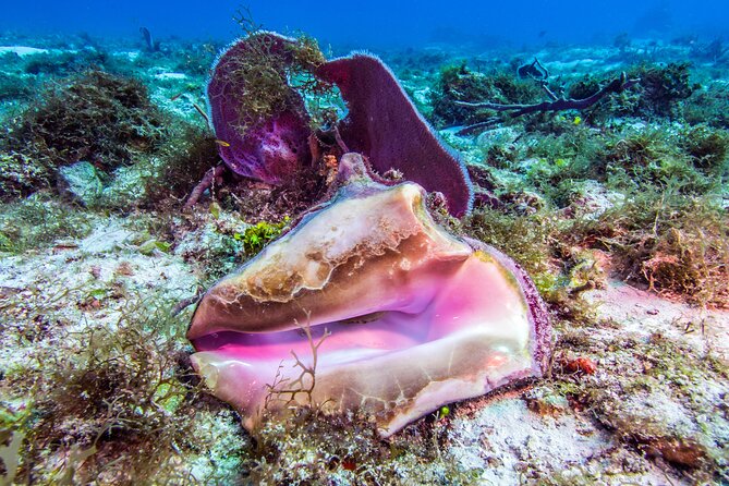2 dives in Cozumel (for certified divers only) - Who should book this Cozumel scuba trip?