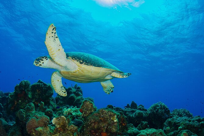 2 dives in Cozumel (for certified divers only) - FAQ