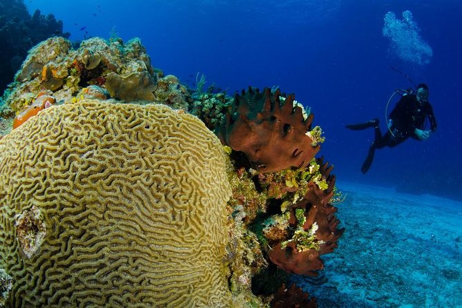 2 dives in Cozumel (for certified divers only) - What the two-tank outing involves