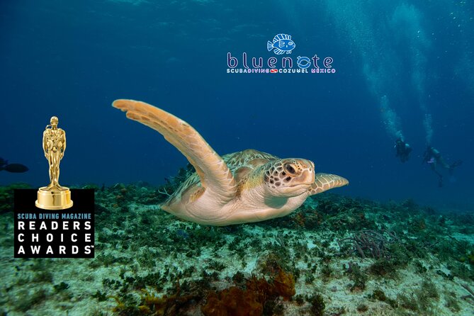 2 Tank Morning Dive: Scuba Diving in Cozumel - The Surface Break Is Part of the Package