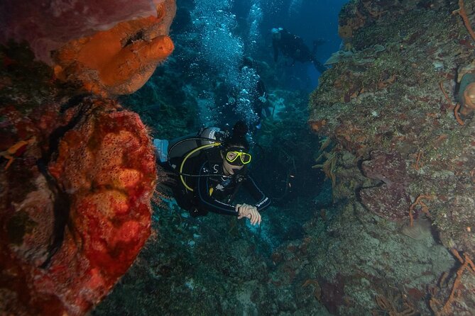 2 Tank Morning Dive: Scuba Diving in Cozumel - What the $160 Price Covers
