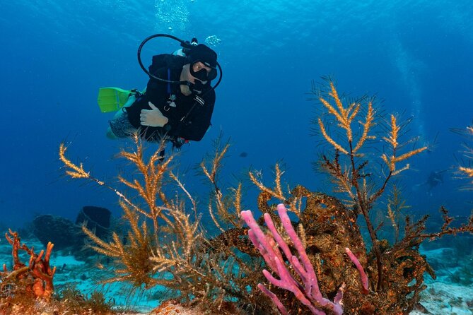 2 Tank Morning Dive: Scuba Diving in Cozumel - Who Will Get the Most from This Outing?