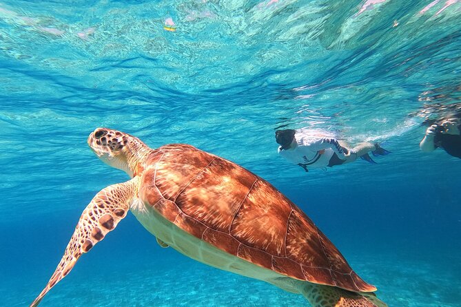 4 Hour Cozumel Turtle Sanctuary Experience on a Luxury Catamarán - Who will enjoy this trip most