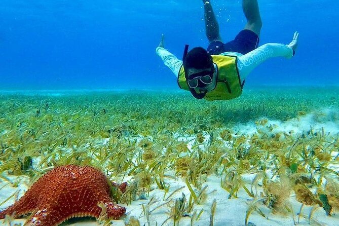 4 hours of shared snorkeling to El Cielo - El Cielo: starfish over white sand
