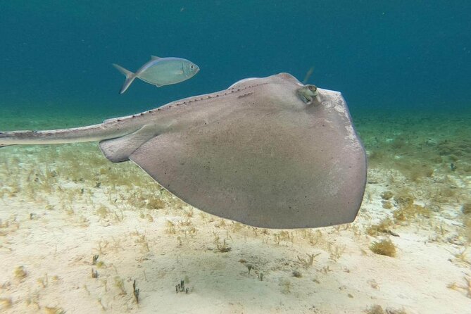 4 hours of shared snorkeling to El Cielo - El Cielito: ceviche, fruit and a slower stop