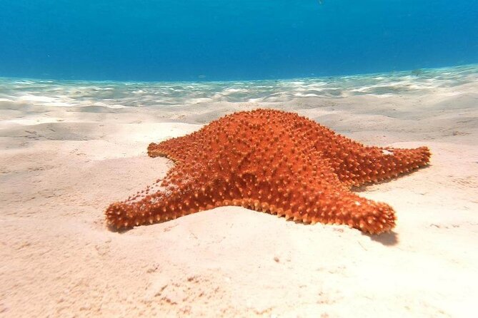4 hours of shared snorkeling to El Cielo - Weather, timing and what to bring