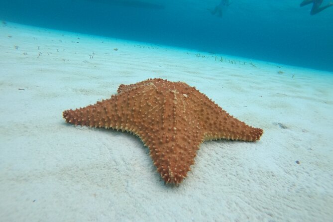 Bavarian Fiesta Snorkel Activity in Glass Bottom Boat at San Miguel de Cozumel - What $117.09 buys you