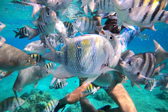 Bavarian Fiesta Snorkel Activity in Glass Bottom Boat at San Miguel de Cozumel - Who will enjoy this boat trip