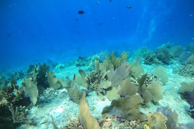 Bavarian Fiesta Snorkel Activity in Glass Bottom Boat at San Miguel de Cozumel - Should you book Bavarian Fiesta?