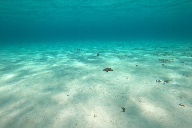 Bavarian Fiesta Snorkel Activity in Glass Bottom Boat at San Miguel de Cozumel - Wrecks, reef and the limits of a fixed itinerary