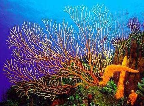 Cielito Cozumel: Mexican Caribbean Snorkeling Tour - Palancar’s Coral Fans Set the Tone