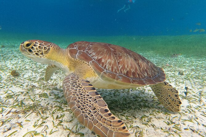 Colombia, Palancar & Cielo Cozumel Snorkel Tour - Crew, gear, and food on board