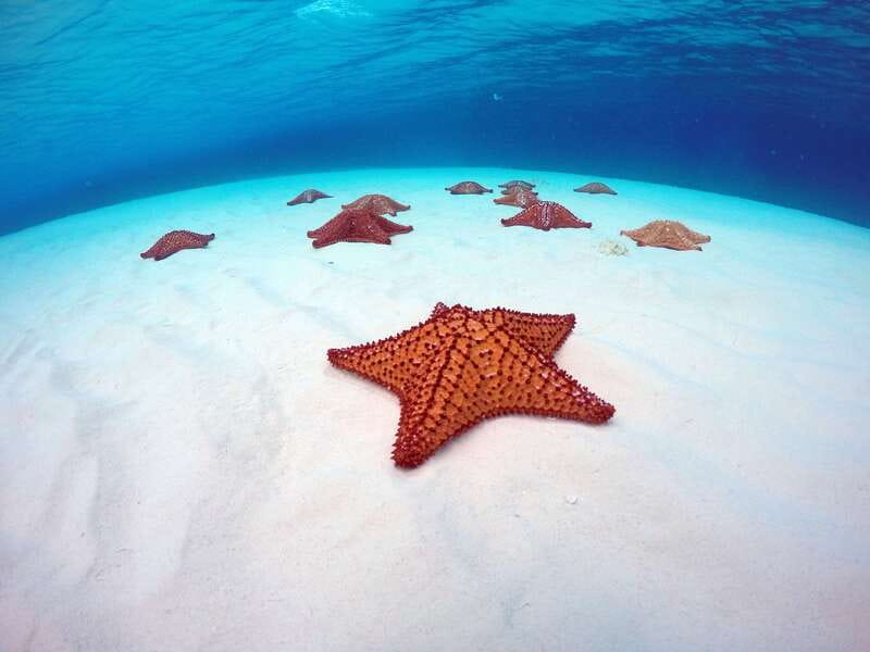 Cozumel: Catamaran, El Cielo Bay & Palancar Reef with Lunch - At a glance