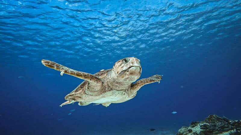 Cozumel: Discover Scuba Diving for Non-Certified Divers - A second look at Cozumel’s reefs