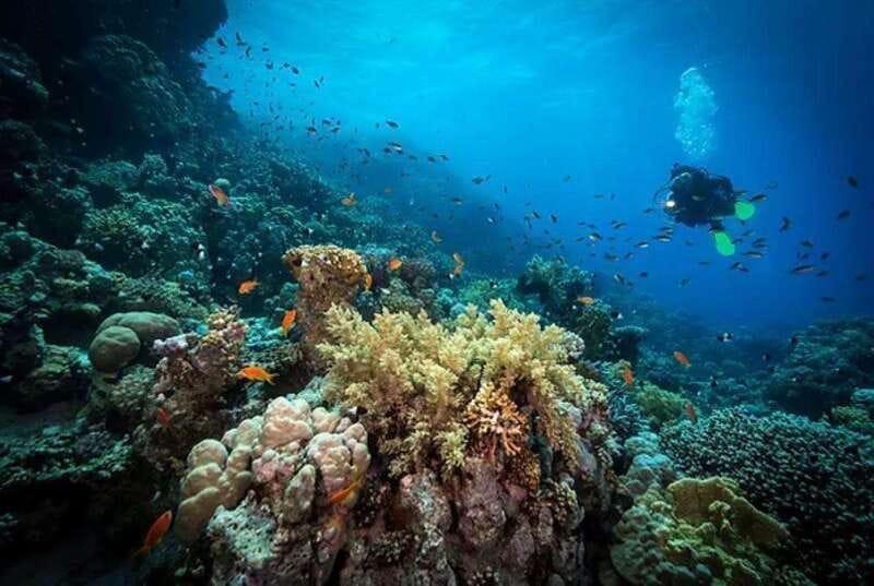 Cozumel: Discover Scuba Diving for Non-Certified Divers - What the crew and instruction add