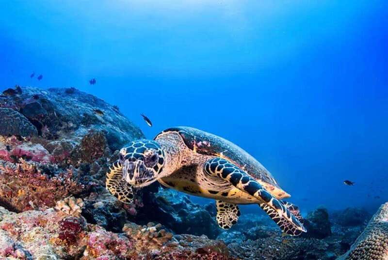 Cozumel: Discover Scuba Diving for Non-Certified Divers - A few practical details before you go