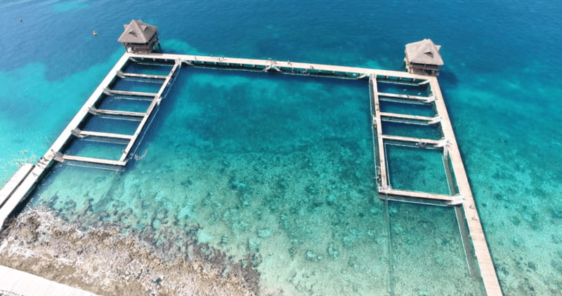 Cozumel: Dolphin Royal Connection and Manatee Interaction - Key points before you book