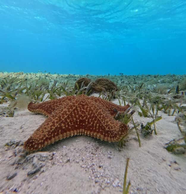 Cozumel, El Cielo: 4-Hour Shared Snorkeling Tour - Reefs, sandbar, and a calm-water break