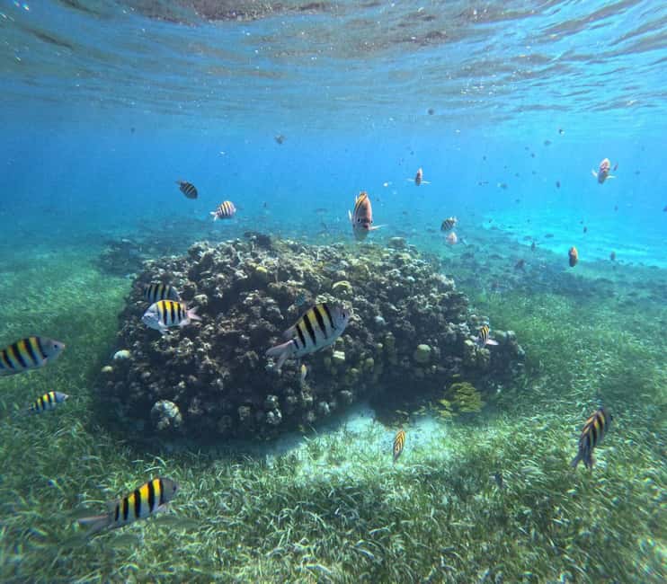 Cozumel, El Cielo: 4-Hour Shared Snorkeling Tour - El Cielo: clear shallows and starfish