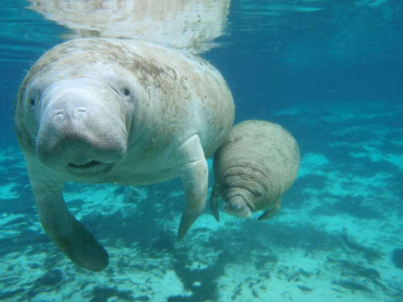 Cozumel: Manatee Encounter, Chankanaab Admission and Buffet - How the 30-minute program unfolds