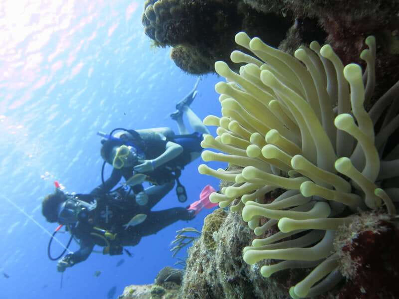 Cozumel: One Tank Scuba Dive and Full Chankanaab Park Access - Why the guide can make or break a first outing