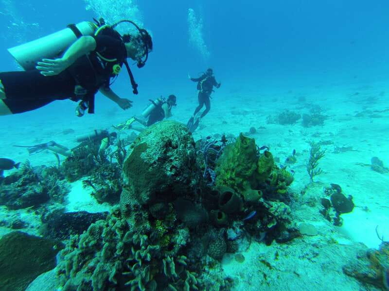 Cozumel: One Tank Scuba Dive and Full Chankanaab Park Access - Does $63 make sense?