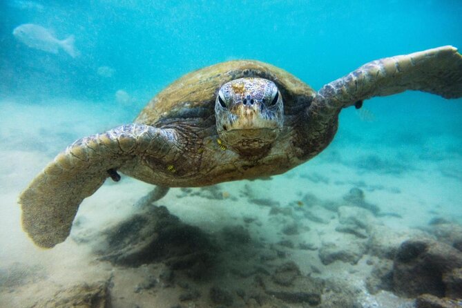 Cozumel Private Snorkeling and Charter Experience - At a glance