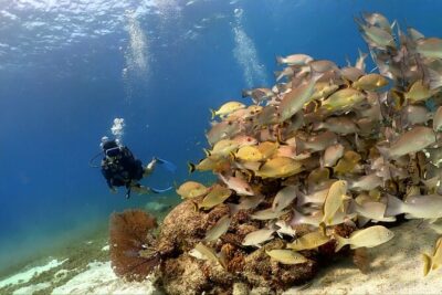 Cozumel Scuba Dive at Chankanaab