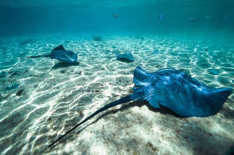 Cozumel: Snorkel and Swim with Stingrays - The quick take