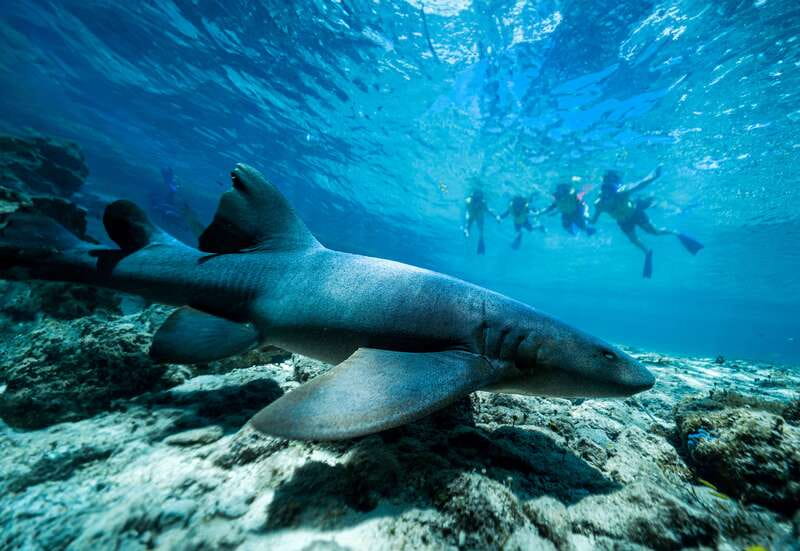 Cozumel: Snorkel and Swim with Stingrays - Should you book it?