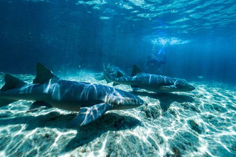 Cozumel: Snorkel and Swim with Stingrays - What happens in the two-hour visit