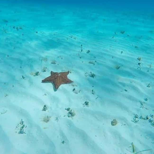 Cozumel: snorkeling on reefs + visit to "El Cielo" - Should you book it?