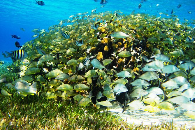 Cozumel Snorkeling Tour at Palancar & Colombia Reefs and El Cielo - Palancar Reef: coral scenery and larger wildlife