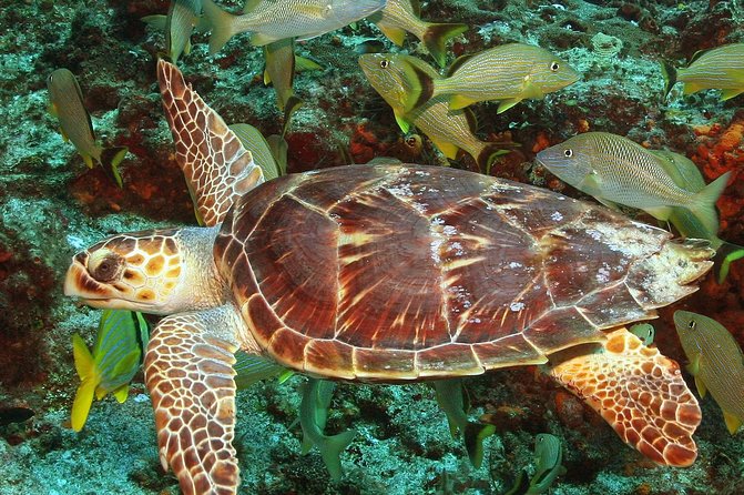 Cozumel Snorkeling Tour at Palancar & Colombia Reefs and El Cielo - El Cielo: shallow water and starfish