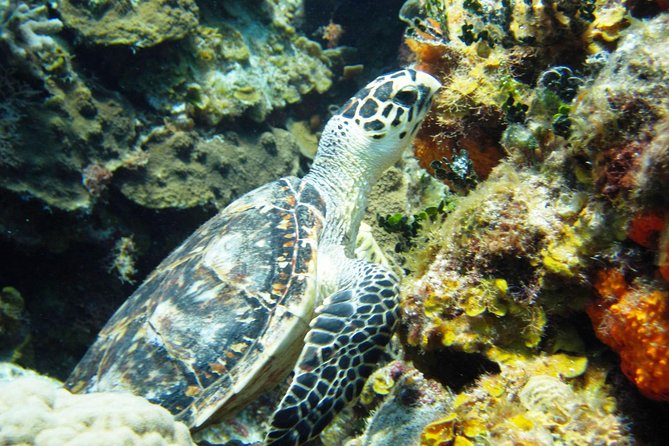Cozumel Snorkeling Tour at Palancar & Colombia Reefs and El Cielo - What the $59.49 price really covers