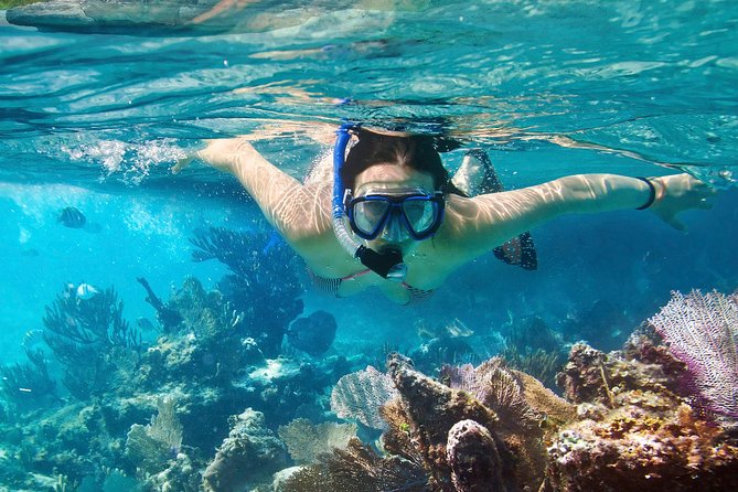 Cozumel Snorkeling Tour at Palancar & Colombia Reefs and El Cielo - Colombia Reef: a broad look at Cozumel’s marine life