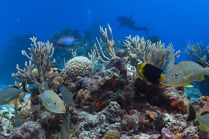 Cozumel Snorkeling Tour: Palancar, Columbia and El Cielo Reefs - Timing, meeting point and booking flexibility