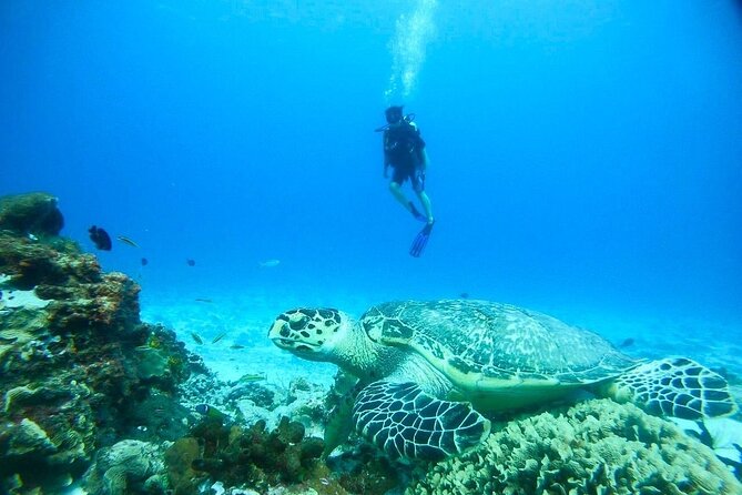 Cozumel Snorkeling Tour: Palancar, Columbia and El Cielo Reefs - Who will get the most from this trip?