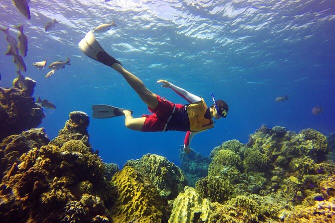 Cozumel Snorkeling Tour: Palancar, Columbia and El Cielo Reefs - Should you book the Cozumel snorkeling tour?