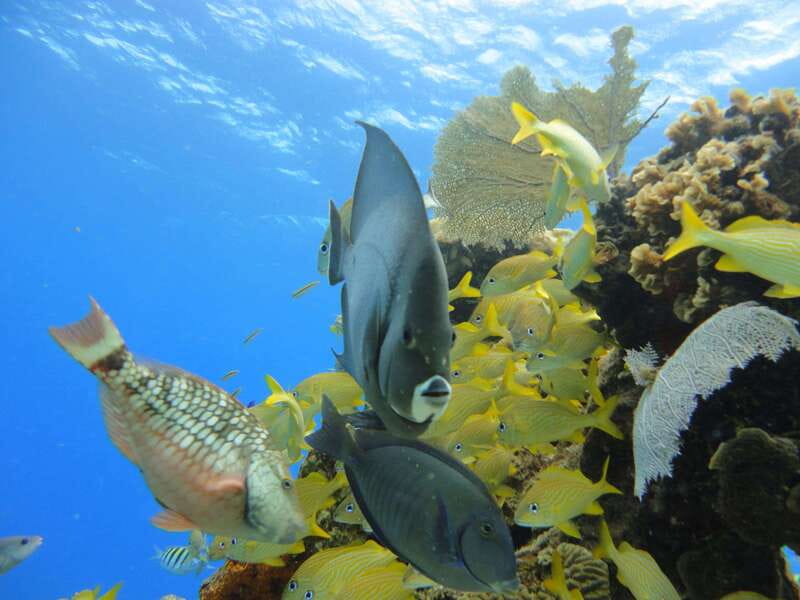 Cozumel: VIP Glass Bottom Boat & Snorkeling 3 Reefs Tour - What is included, and what costs extra
