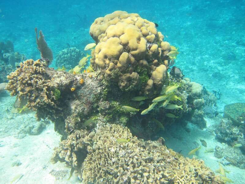 Cozumel: VIP Glass Bottom Boat & Snorkeling 3 Reefs Tour - Making the most of your time in the water