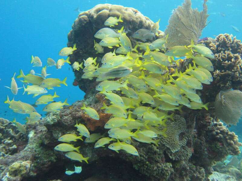 Cozumel: VIP Glass Bottom Boat & Snorkeling 3 Reefs Tour - FAQ