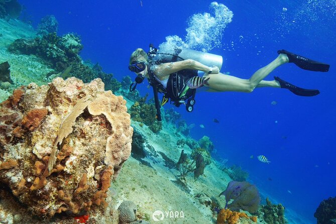 Discover Scuba Diving - Stay for a snorkel if you want more time in the water