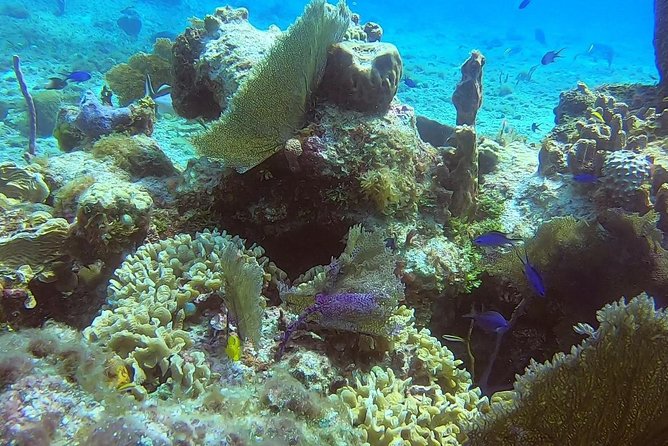 Discover Scuba Diving - What $95 buys you