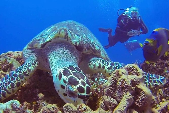 Discover Scuba Diving - Timing, meeting point, and practical details