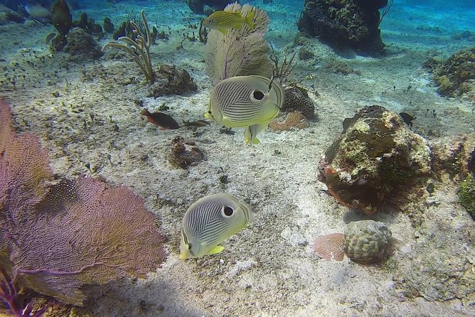 Discover Scuba Diving - Should you book this Cozumel scuba lesson?