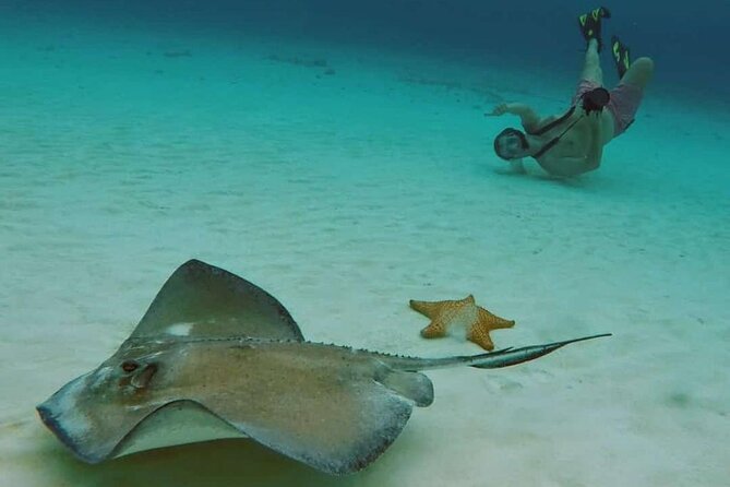 El Cielo Cozumel Snorkel tour by Catamaran - Reef stops: Palancar, Columbia and Turtle Bay