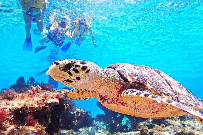 El Cielo Cozumel Snorkeling Tour - All-Inclusive - Pickup and timing: sort out the details first