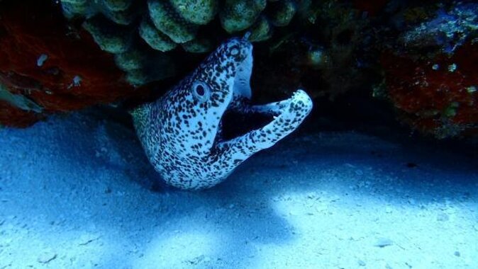 El Cielo Cozumel Snorkeling trip by Catamaran - The Cozumel water is the main event